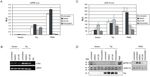 MODULATION OF CELLULAR SIGNALING PATHWAYS BY THE ONCOPROTEINS OF T-LYMPHOTROPIC HERPESVIRUSES REGULATION ZELLUL&Auml;RER SIGNALWEGE DURCH DIE ...