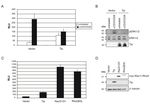 MODULATION OF CELLULAR SIGNALING PATHWAYS BY THE ONCOPROTEINS OF T-LYMPHOTROPIC HERPESVIRUSES REGULATION ZELLUL&Auml;RER SIGNALWEGE DURCH DIE ...