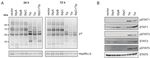 MODULATION OF CELLULAR SIGNALING PATHWAYS BY THE ONCOPROTEINS OF T-LYMPHOTROPIC HERPESVIRUSES REGULATION ZELLUL&Auml;RER SIGNALWEGE DURCH DIE ...