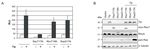 MODULATION OF CELLULAR SIGNALING PATHWAYS BY THE ONCOPROTEINS OF T-LYMPHOTROPIC HERPESVIRUSES REGULATION ZELLUL&Auml;RER SIGNALWEGE DURCH DIE ...