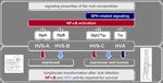 MODULATION OF CELLULAR SIGNALING PATHWAYS BY THE ONCOPROTEINS OF T-LYMPHOTROPIC HERPESVIRUSES REGULATION ZELLUL&Auml;RER SIGNALWEGE DURCH DIE ...