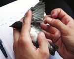 The Swallows of Fukushima - We know surprisingly little about what low-dose radiation does to organisms and ecosystems. Four years after the ...
