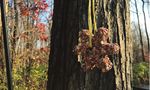 Birdseed Ornaments Activity - Longwood Gardens