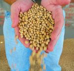 25% farmer premium FROM PROCESSED SOYA - business - the Protein Research Foundation