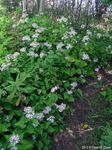 INVASIVE PLANTS FACT SHEETS - TORONTO MASTER GARDENER LILY OF THE VALLEY
