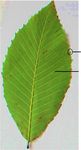 Variation in leaf morphology of Quercus pontica natural populations in Turkey - Baltic Forestry