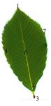 Variation in leaf morphology of Quercus pontica natural populations in Turkey - Baltic Forestry