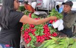 THE HEALTHY FARMLAND DIET - How Growing Less Corn Would Improve Our Health and Help America's Heartland
