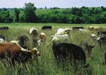 THE HEALTHY FARMLAND DIET - How Growing Less Corn Would Improve Our Health and Help America's Heartland