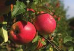 THE HEALTHY FARMLAND DIET - How Growing Less Corn Would Improve Our Health and Help America's Heartland