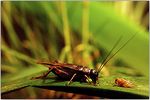 Probing the limits of "evolutionary rescue" - PNAS