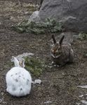Probing the limits of "evolutionary rescue" - PNAS