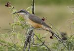 Florida Spring Migration & Specialities - 23rd April to 2nd May 2022 (10 days) - Rockjumper Birding