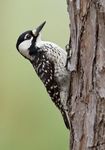 Florida Spring Migration & Specialities - 23rd April to 2nd May 2022 (10 days) - Rockjumper Birding