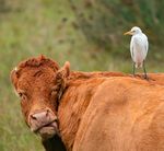 UK'S BIRDS THE STATE OF THE 2020 - BirdLife Data Zone