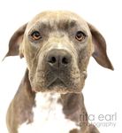 FOSTER CARE MANUAL - Paws For Life K9 Rescue