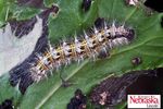 THISTLE CATERPILLAR - Soybean Research and Information Network