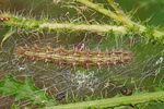 THISTLE CATERPILLAR - Soybean Research and Information Network