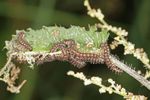 THISTLE CATERPILLAR - Soybean Research and Information Network