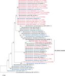 Novel hydrocarbon-utilizing soil mycobacteria synthesize unique mycocerosic acids at a Sicilian everlasting fire