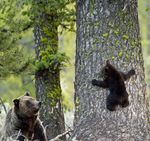 Yellowstone Grizzly Bear Investigations 2011 - Report of the Interagency Grizzly Bear Study Team - National Park ...