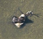Yellowstone Grizzly Bear Investigations 2011 - Report of the Interagency Grizzly Bear Study Team - National Park ...