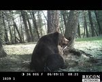 Yellowstone Grizzly Bear Investigations 2011 - Report of the Interagency Grizzly Bear Study Team - National Park ...