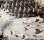 The Powerful Owl Project - Birdlife Australia