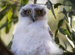 The Powerful Owl Project - Birdlife Australia