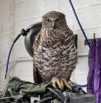 The Powerful Owl Project - Birdlife Australia