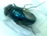 Detecting helminth eggs on the body surface of flies in markets in Makassar - IOPscience