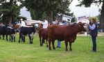 ACRES OF INGENUITY ALL BREEDS BEEF CATTLE SCHEDULE 2020 - Wanaka A&P Show