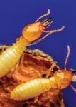 State of the - Pest Control Technology