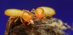 State of the - Pest Control Technology