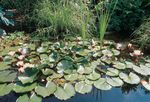Product Range 2021 Pumps Maintenance Illumination/Solar Decoration Pond Construction - Pontec