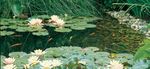 Product Range 2021 Pumps Maintenance Illumination/Solar Decoration Pond Construction - Pontec