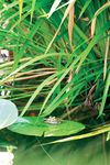 Product Range 2021 Pumps Maintenance Illumination/Solar Decoration Pond Construction - Pontec