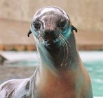 The Blue Park' in Our Backyard You'll Flip for Our Fur Seals Marketing Director's Passion for Aquarium is Contagious - It's time to live blue ...