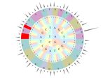 The Complete Plastid Genome of Rhododendron pulchrum and Comparative Genetic Analysis of Ericaceae Species - MDPI