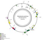 The Complete Plastid Genome of Rhododendron pulchrum and Comparative Genetic Analysis of Ericaceae Species - MDPI