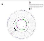 The Complete Plastid Genome of Rhododendron pulchrum and Comparative Genetic Analysis of Ericaceae Species - MDPI