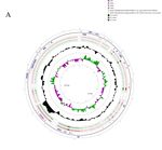 The Complete Plastid Genome of Rhododendron pulchrum and Comparative Genetic Analysis of Ericaceae Species - MDPI