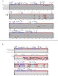The Complete Plastid Genome of Rhododendron pulchrum and Comparative Genetic Analysis of Ericaceae Species - MDPI