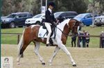 PCA News - Pony Club Australia