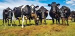 OUR Tomorrow 25-26 June 2019 Proceedings - South Island Dairy Event