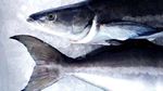 OPENBLUE 2018 World's first ASC Certified Cobia Producer - Open Blue Cobia