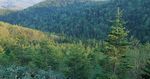 Sumitomo Forestry Group CSR Report 2016 - Digest - 住友林業