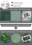 USING THE EARTH IMAGERY REVOLUTION TO SAVE WILDLIFE - Ditchley Foundation