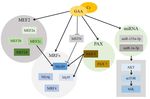 Regulative Mechanism of Guanidinoacetic Acid on Skeletal Muscle Development and Its Application Prospects in Animal Husbandry: A Review