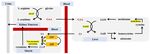 Regulative Mechanism of Guanidinoacetic Acid on Skeletal Muscle Development and Its Application Prospects in Animal Husbandry: A Review